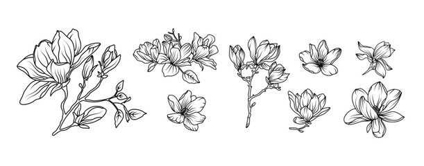 Magnolia flower arrangement line art on white background. Silhouette magnolia botanical hand drawn element for wedding, invitation frame design, vector illustration