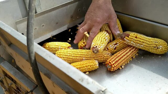 Farmer's Hand Feeding Corn Cobs into Sheller Machine