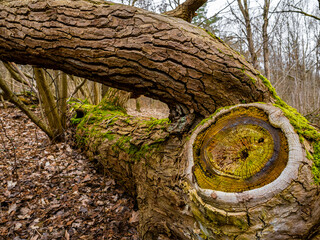 Todholz im Nationalpark