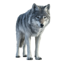 Naklejka premium Grey Wolf Standing with Intense Gaze