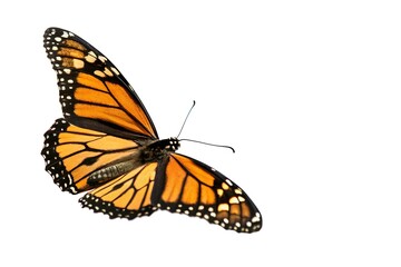 Fototapeta premium Monarch Butterfly in Flight