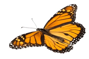 Fototapeta premium Monarch Butterfly Closeup