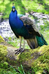 Obraz premium Vibrant peacock standing on a mossy log in a lush green forest setting