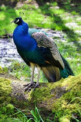 Obraz premium Vibrant peacock standing on a moss-covered log in a sunlit forest setting