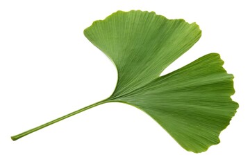Fototapeta premium Ginkgo Biloba Leaf