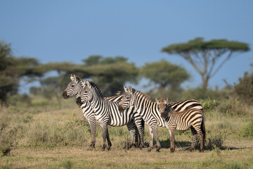 Family of Zebras on the plains of Africa
