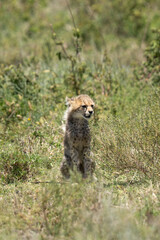 A very young cheetah baby in the tall grass