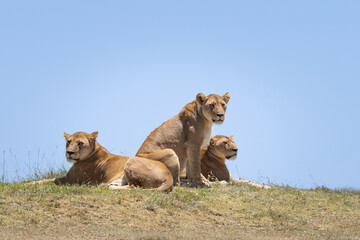 Three lionesses on a hillside watching cubs