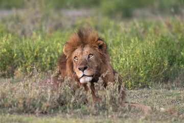 Male lion at sunrise lying in the grass