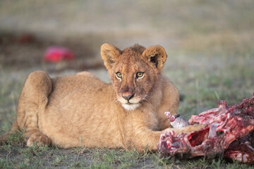 Lion cub with a recent kill for breakfast