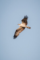 Fischadler (Pandion haliaetus) im Flug