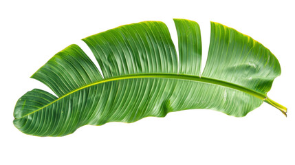 Vibrant green banana leaf isolated on transparent background