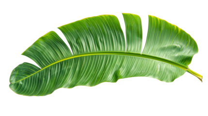 Vibrant green banana leaf isolated on transparent background