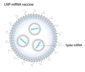 Lipid nanoparticle&ndash;mRNA formulations as COVID-19 vaccines