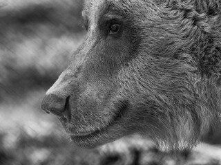 Braunbär Porträt in s/w