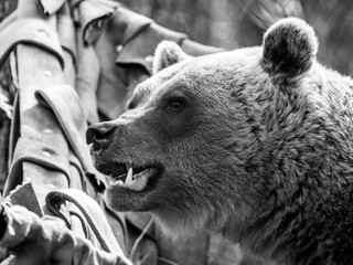 Braunbär Porträt in s/w