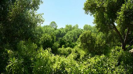 Fototapeta premium Lush Green Forest Canopy Illuminated By Bright Sunlight And Blue Sky During A Sunny Day
