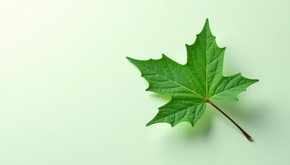 Fototapeta premium A single ivy leaf isolated against a clean background, elegance, leaf