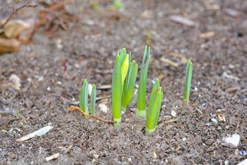 Fresh daffodil shoots emerge from the garden soil as spring begins.