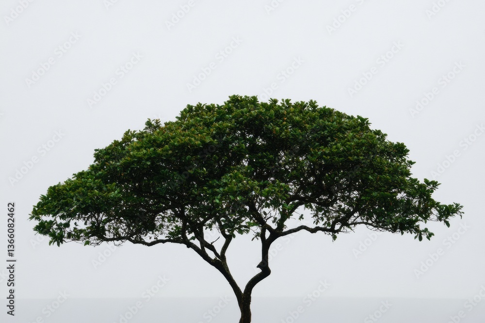 Poster lush green tree standing out against a stark white background, creating an elegant contrast and visu