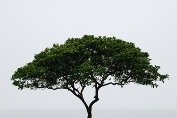 Obraz premium Lush green tree standing out against a stark white background, creating an elegant contrast and visual interest Generative AI