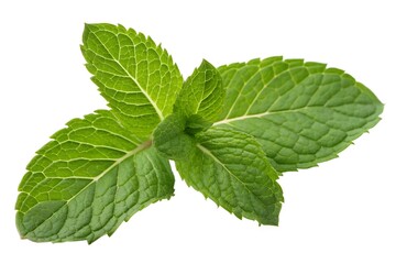 Fresh Mint Sprig