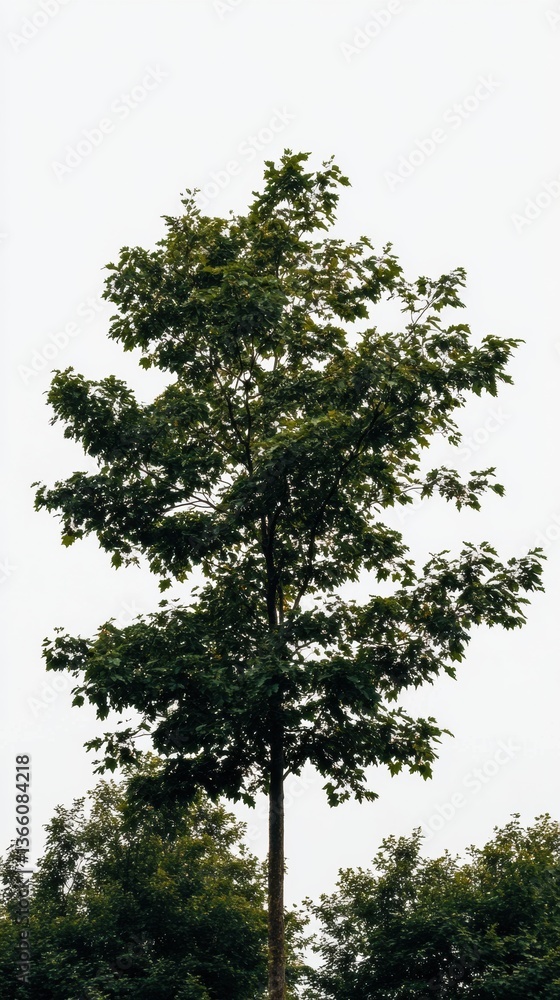 Poster lush green tree standing out against a stark white background in a serene natural setting generative