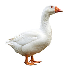 Obraz premium White Goose Standing On A Transparent Background