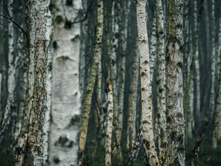Birkenwald