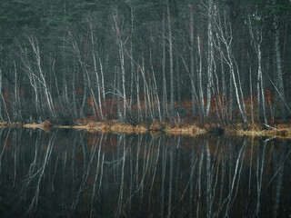 Ein Birkenwald spiegelt sich in einer Wasserfläche