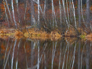 Ein Birkenwald spiegelt sich in einer Wasserfläche