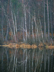 Ein Birkenwald spiegelt sich in einer Wasserfläche