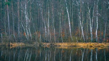 Ein Birkenwald spiegelt sich in einer Wasserfläche