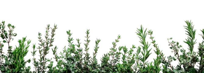 PNG Sycamore leaves and sprigs of Rosemary as a bottom border background nature plants.