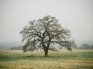 Einzelstehender Baum am Morgen, Mecklenburg-Vorpommern