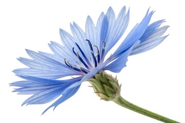 Obraz premium Close-up of a Chicory Flower