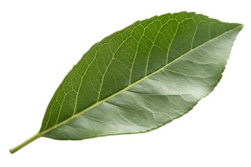 Obraz premium Single Green Leaf Close-up