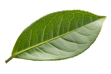 Obraz premium Single Green Tea Leaf