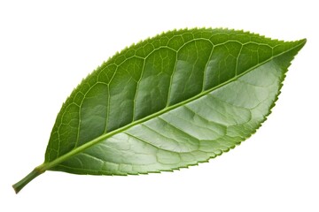 Fototapeta premium Single Green Tea Leaf