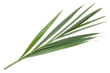 Fototapeta premium Green Palm Leaf