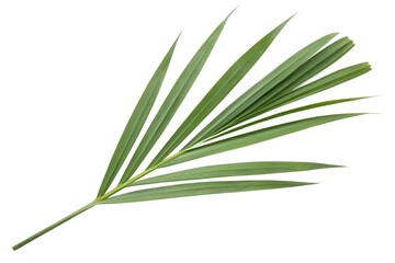 Obraz premium Single Palm Leaf