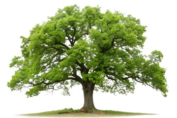 Obraz premium Majestic Oak Tree