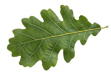 Fototapeta premium Oak Leaf Close-up