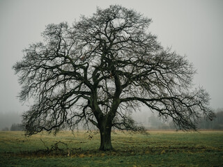 Einzelstehender Baum am Morgen, Mecklenburg-Vorpommern