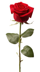 PNG Red rose flower photography botanical.