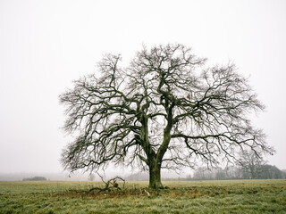 Einzelstehender Baum am Morgen, Mecklenburg-Vorpommern
