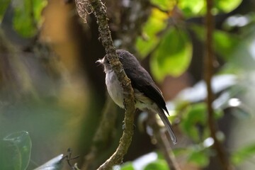 Close up of little bird moorland chat (Pinarochroa sordida, hypospodia), also known as the alpine chat or hill chat, met in rainforest on Kilimanjaro, Tanzania