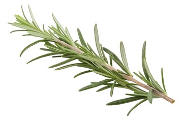 Obraz premium Fresh Rosemary Sprig