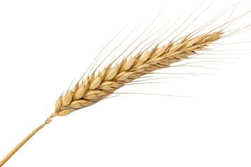 Golden Wheat Ear