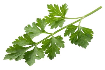 Fresh Parsley Sprig